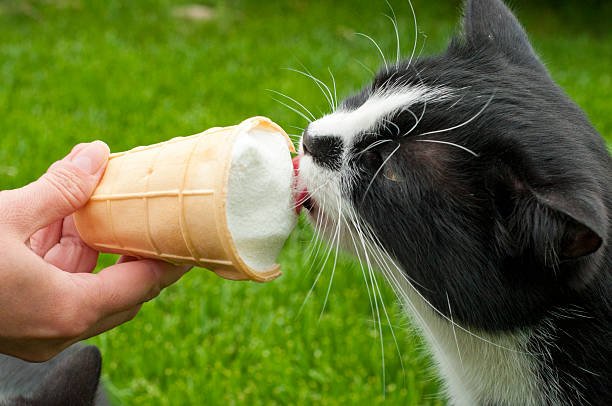 Is Ice Cream Safe for Cats?