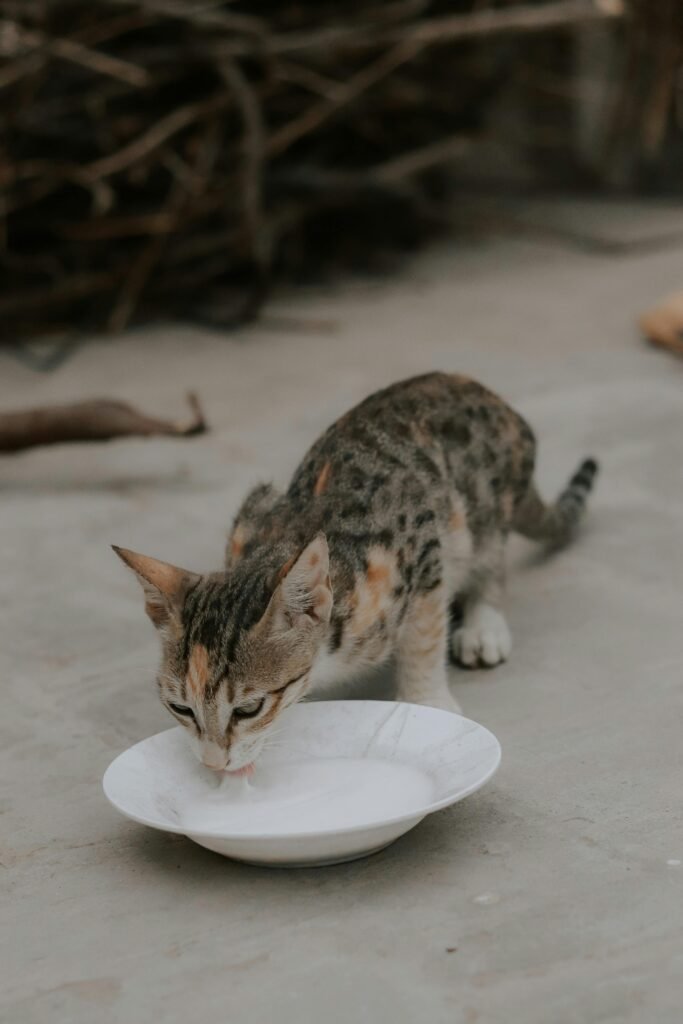 Tabby Kitten Lapping Milk from a White Plate