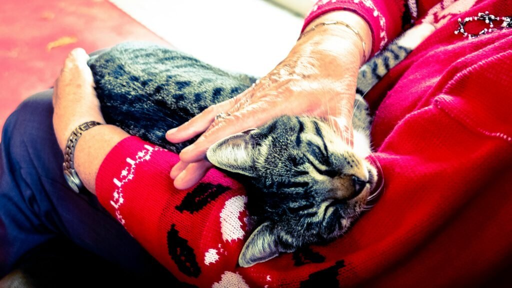 Silver Tabby Cat Sleeping on Person Hand