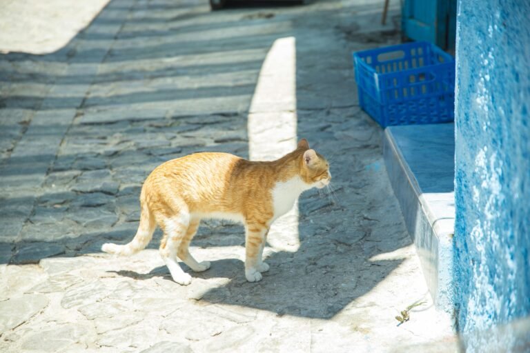 Tabby ginger cat with white chest standing near blue wall under sunlight on pavement with shadow in district of old town